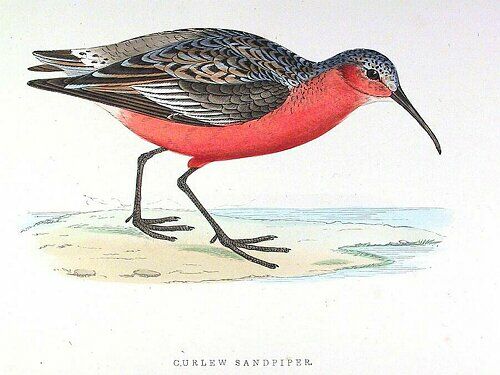 Curlew Sandpiper