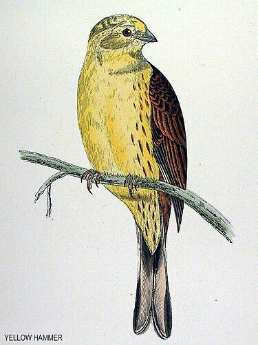 Bruant jaune