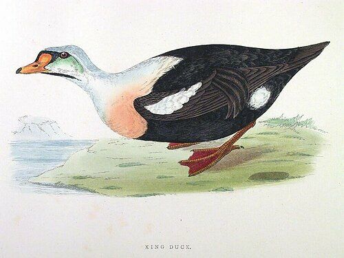 Eider à tête grise