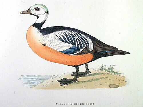 Eider de Steller