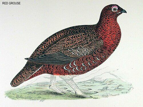 Red Grouse