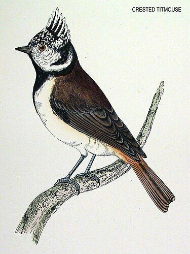 Mésange huppée
