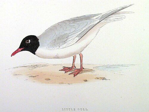 Mouette pygmée