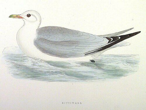 Black-legged Kittiwake