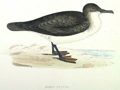 Sargasso Shearwater