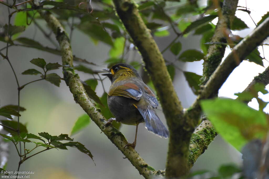 Taiwan Liocichla male adult breeding
