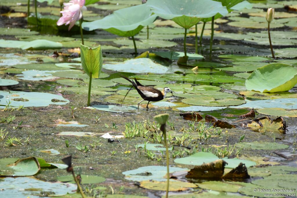 Jacana à longue queue, habitat, mange