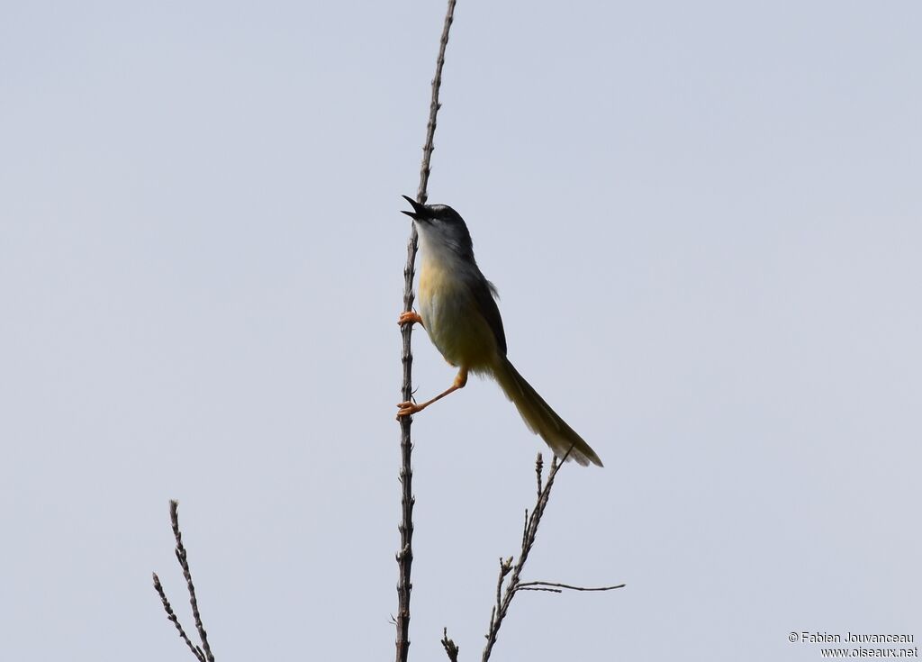 Prinia à ventre jauneadulte, chant