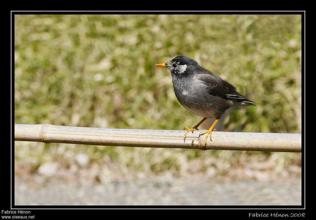 White-cheeked Starling, identification