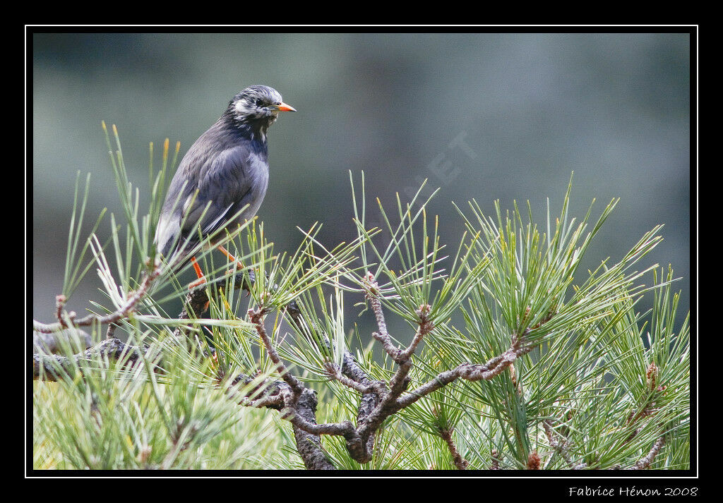 White-cheeked Starling