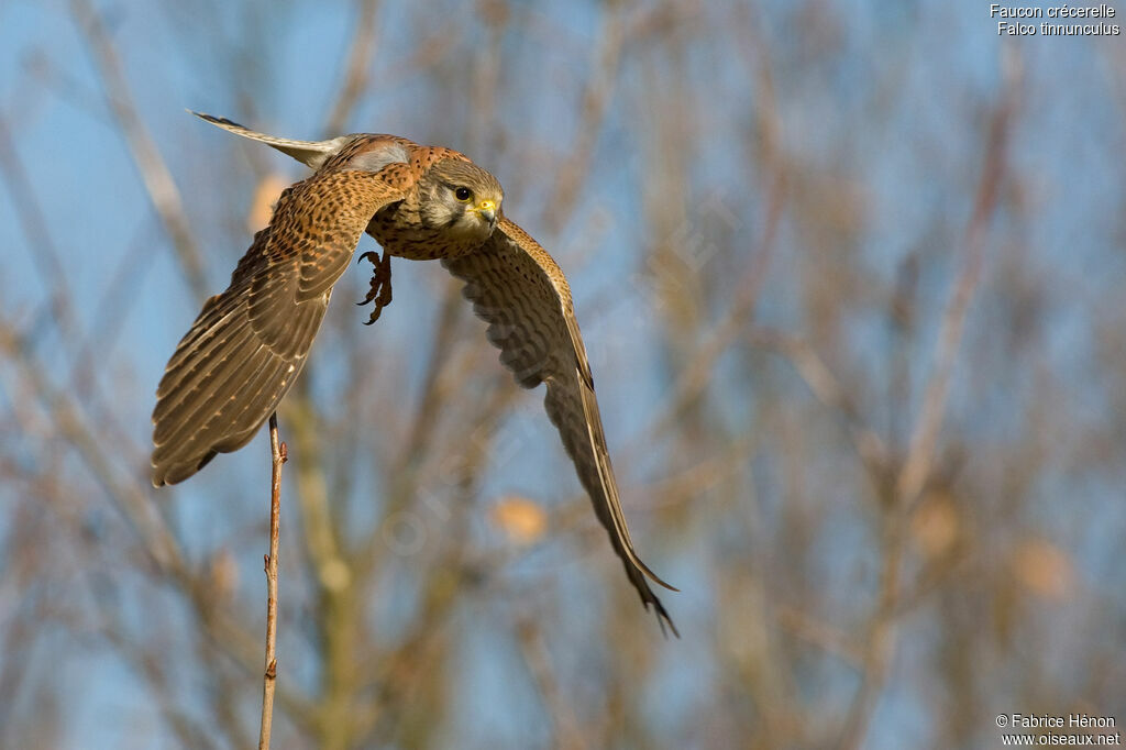 Faucon crécerelle mâle adulte, Vol