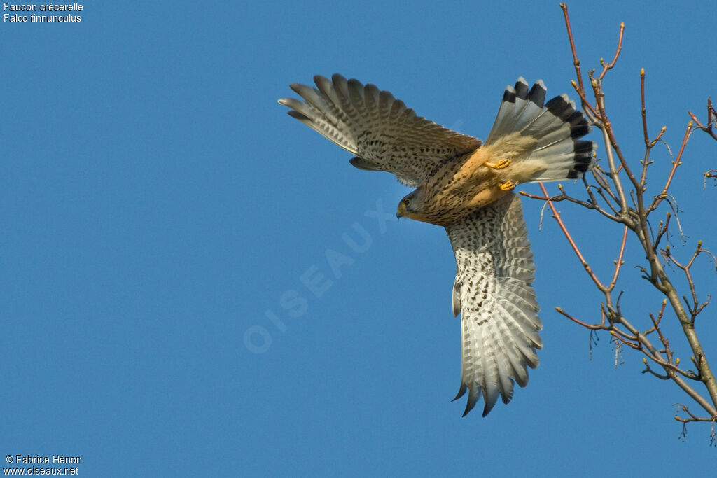 Common Kestrel male adult, Flight