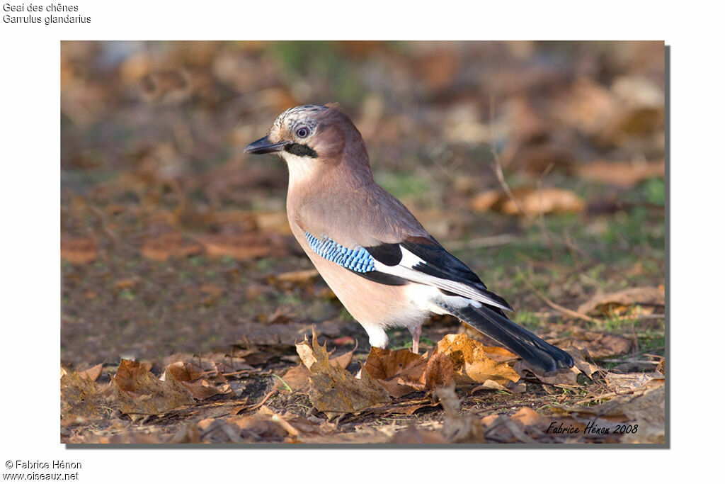 Geai des chênes, identification