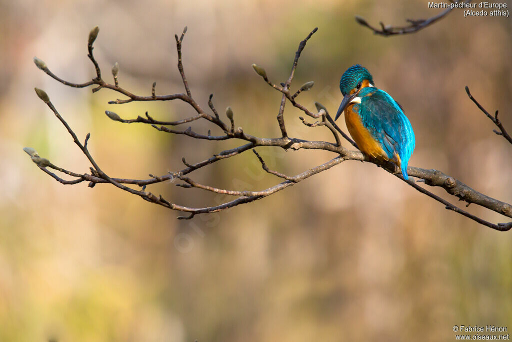 Common Kingfisher male adult, identification