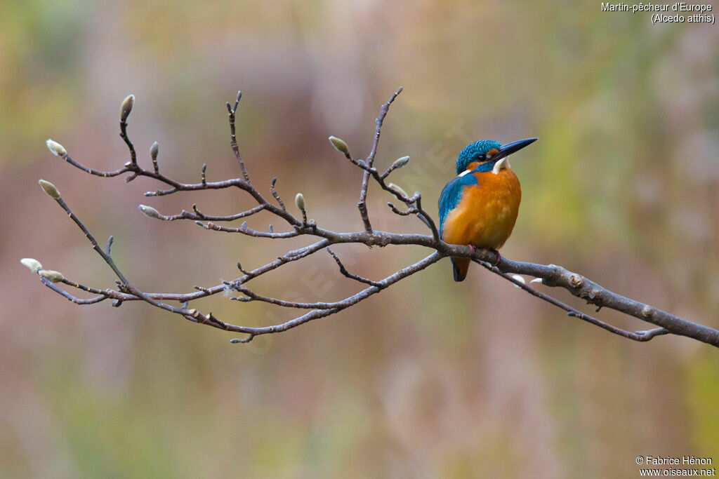 Common Kingfisher male adult, identification