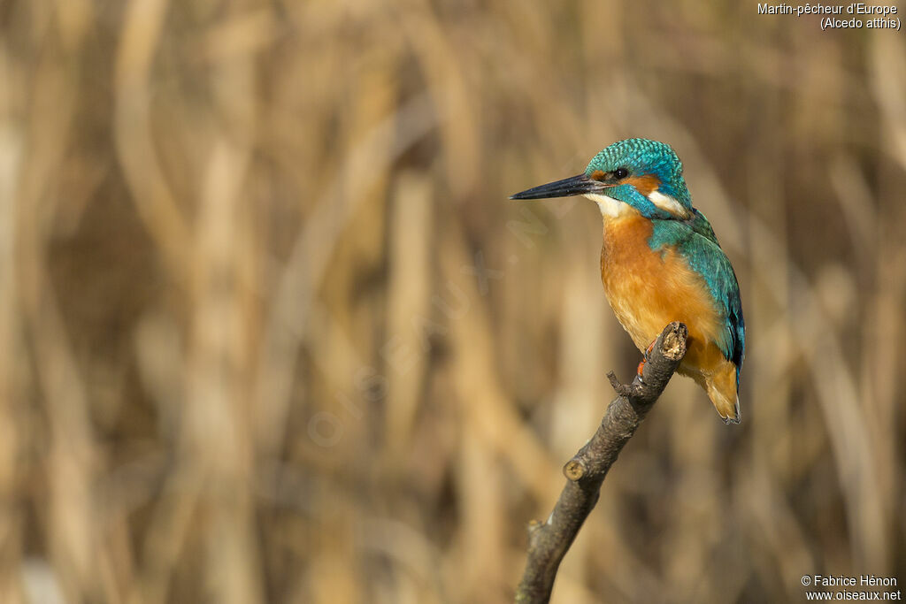 Martin-pêcheur d'Europe mâle adulte, portrait