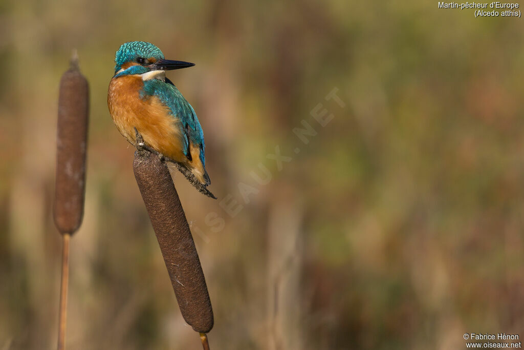 Common Kingfisher male adult, close-up portrait