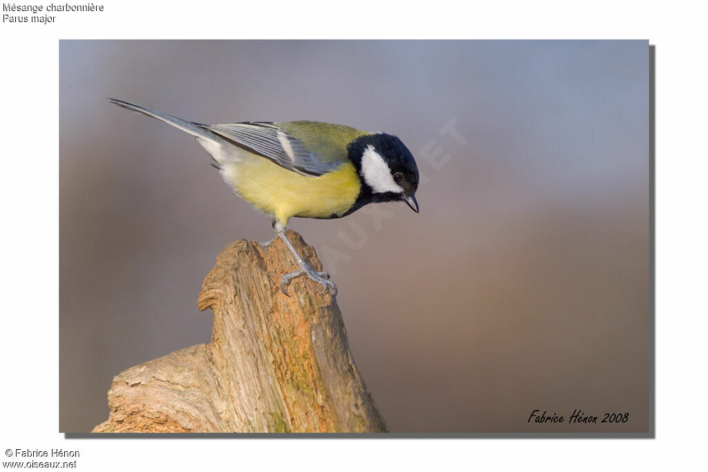 Great Tit