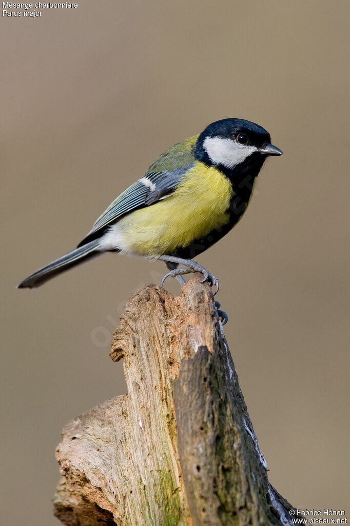 Great Tit male adult, identification