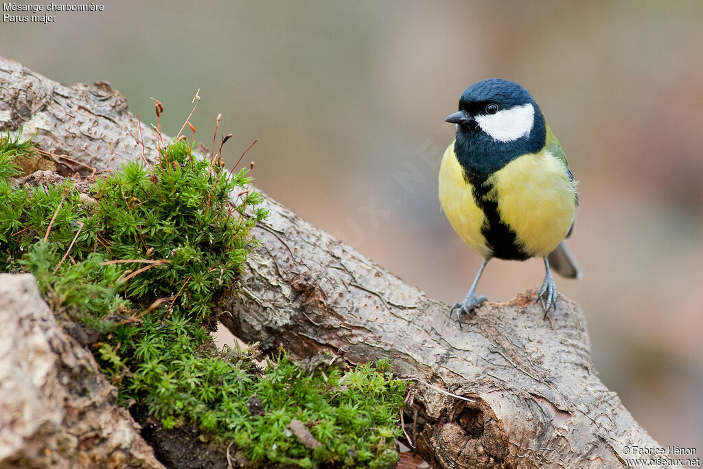 Great Tit male adult
