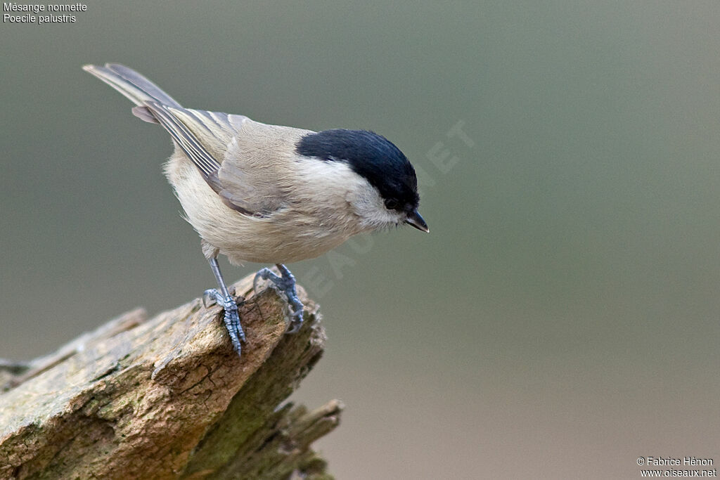 Marsh Titadult, identification