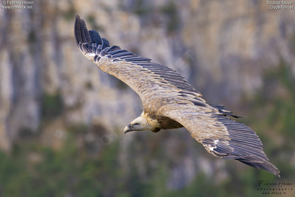 Griffon Vulture