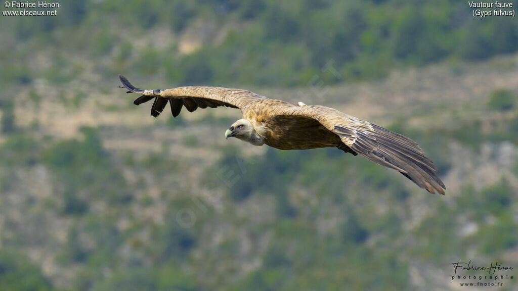 Griffon Vulture