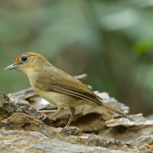 Akalat à calotte maillée