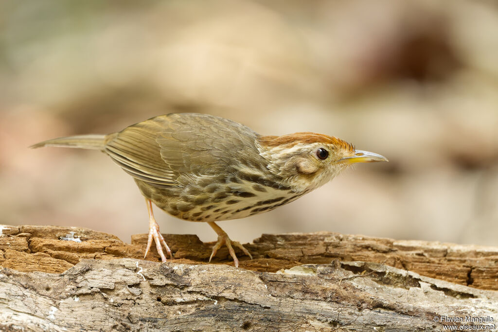 Akalat à poitrine tachetée