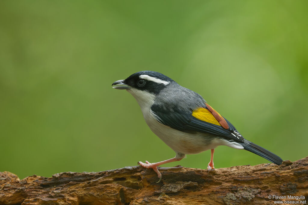 Allotrie de Blyth - Allotrie siamoise<br /> mâle