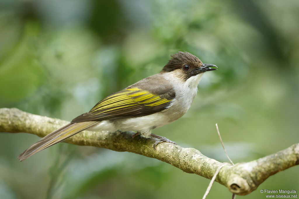 Bulbul à ailes vertes