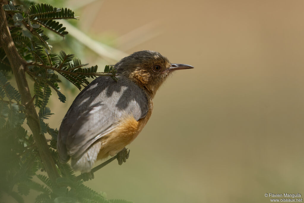 Crombec à face rousse