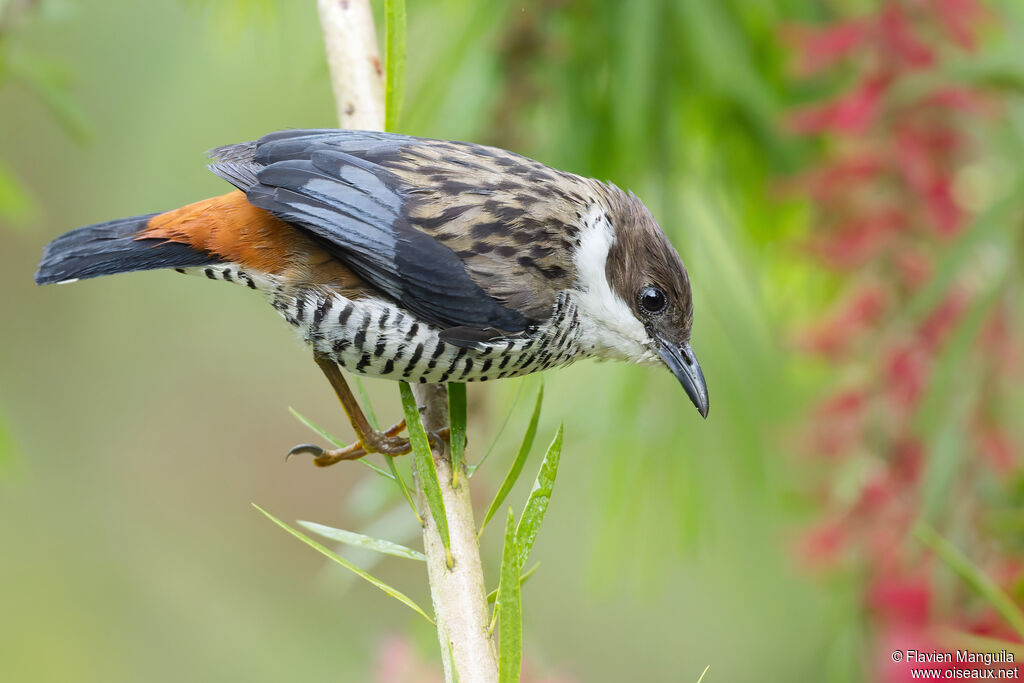 Cutie de Le Gallen femelle