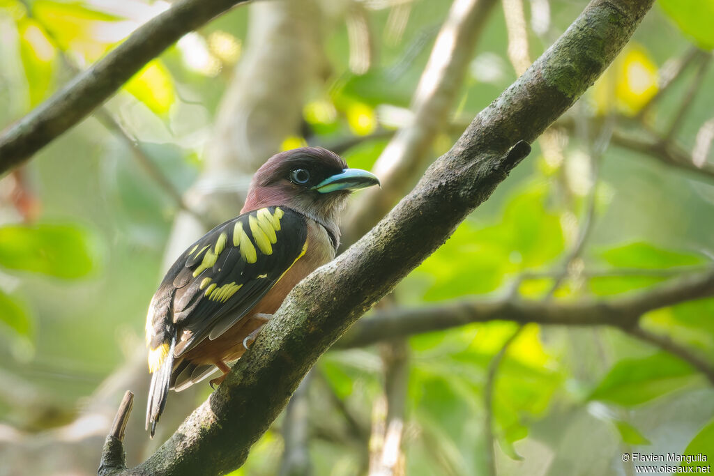 Eurylaime de Horsfield