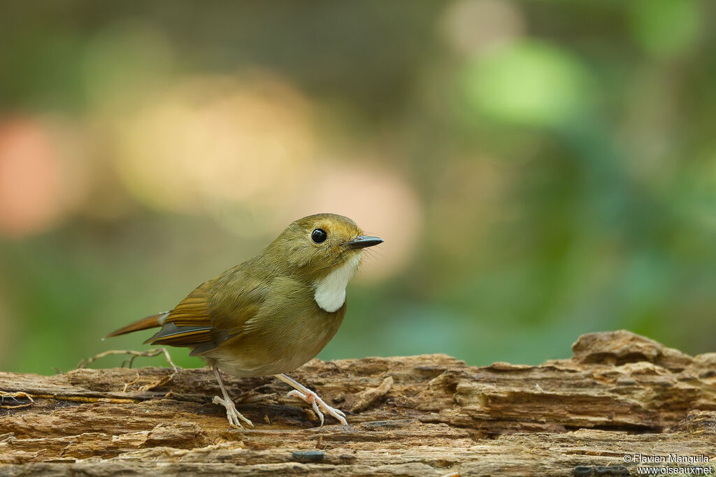 Gobemouche à face rousse