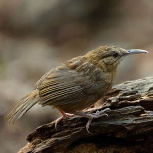 Pomatorhin à queue courte