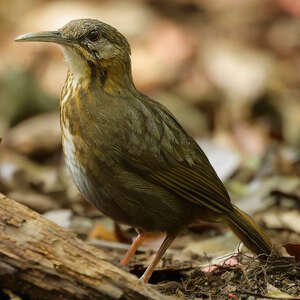 Pomatorhin à queue courte