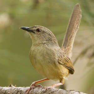Prinia d'Annam