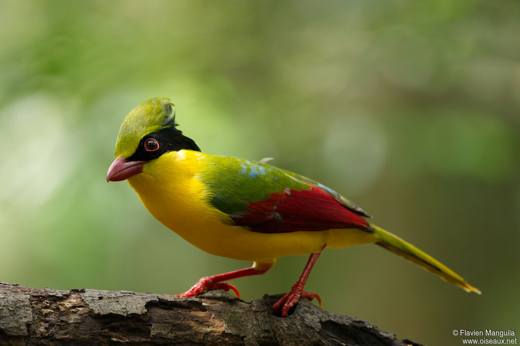 Pirolle à ventre jaune