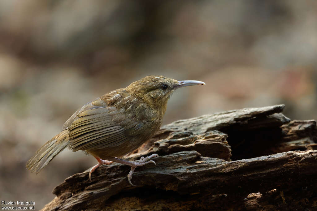 Pomatorhin à queue courte - Turdinule de Danjou
