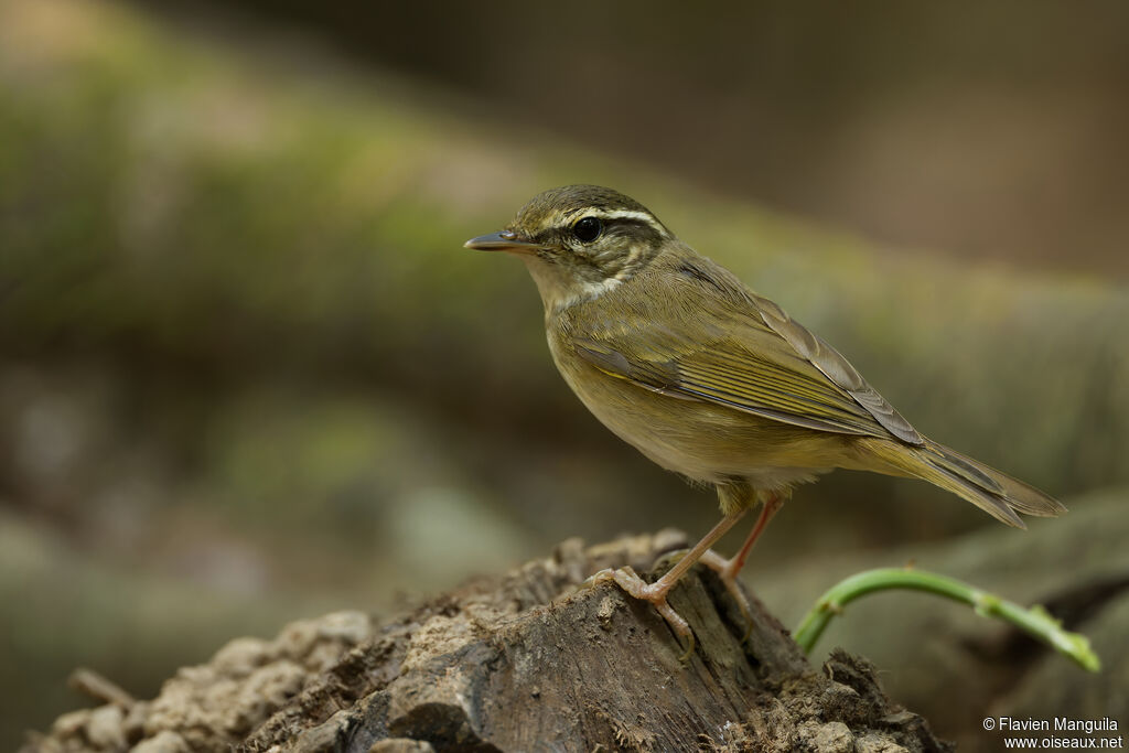Pouillot à pattes claires