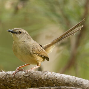 Prinia d'Annam