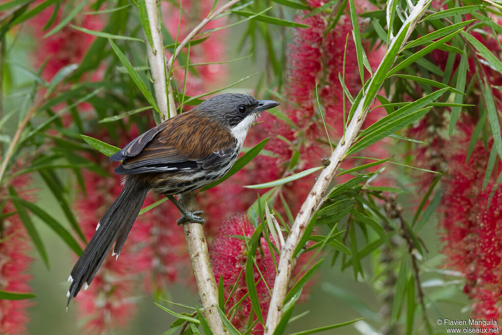Sibia du Langbian - Crocias du Langbian<br />