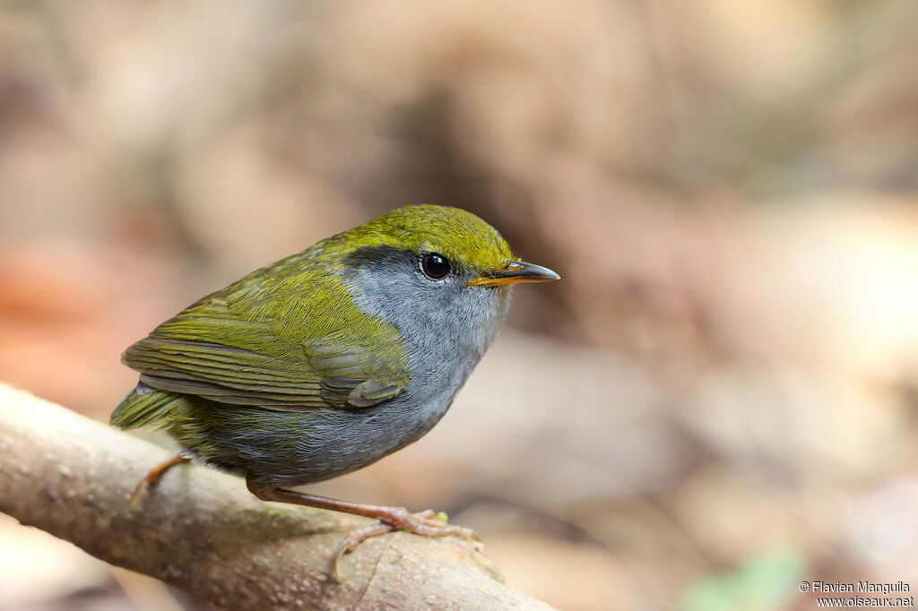 Tésie à sourcils jaunes