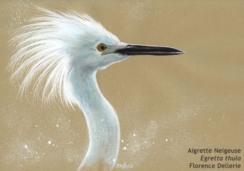 Aigrette neigeuse