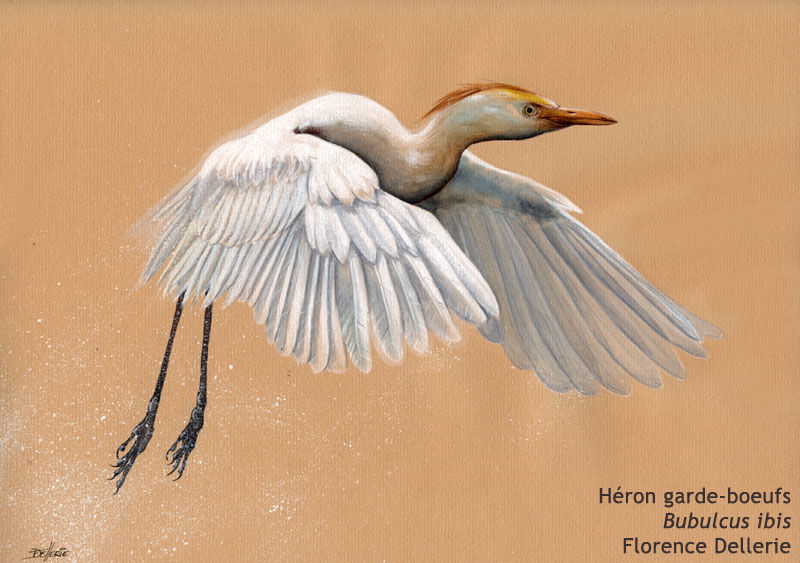Western Cattle Egret