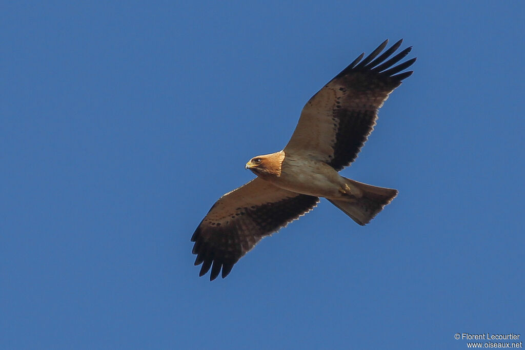 Booted Eagle