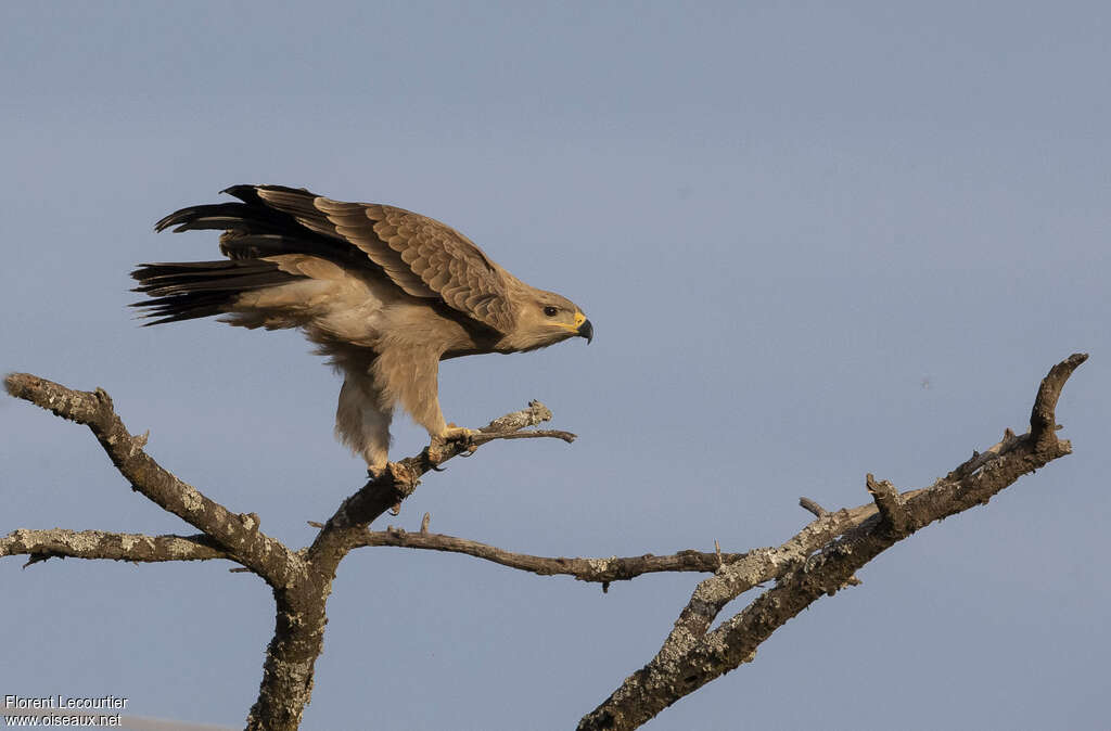 Aigle ravisseurjuvénile, identification