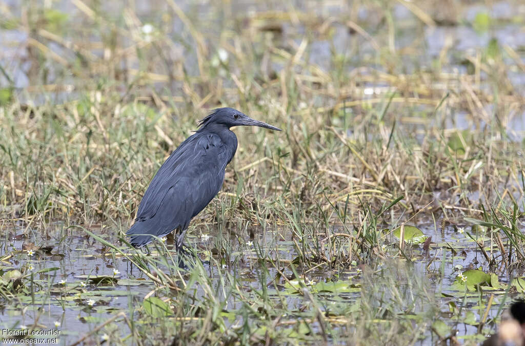 Black Heronadult, identification