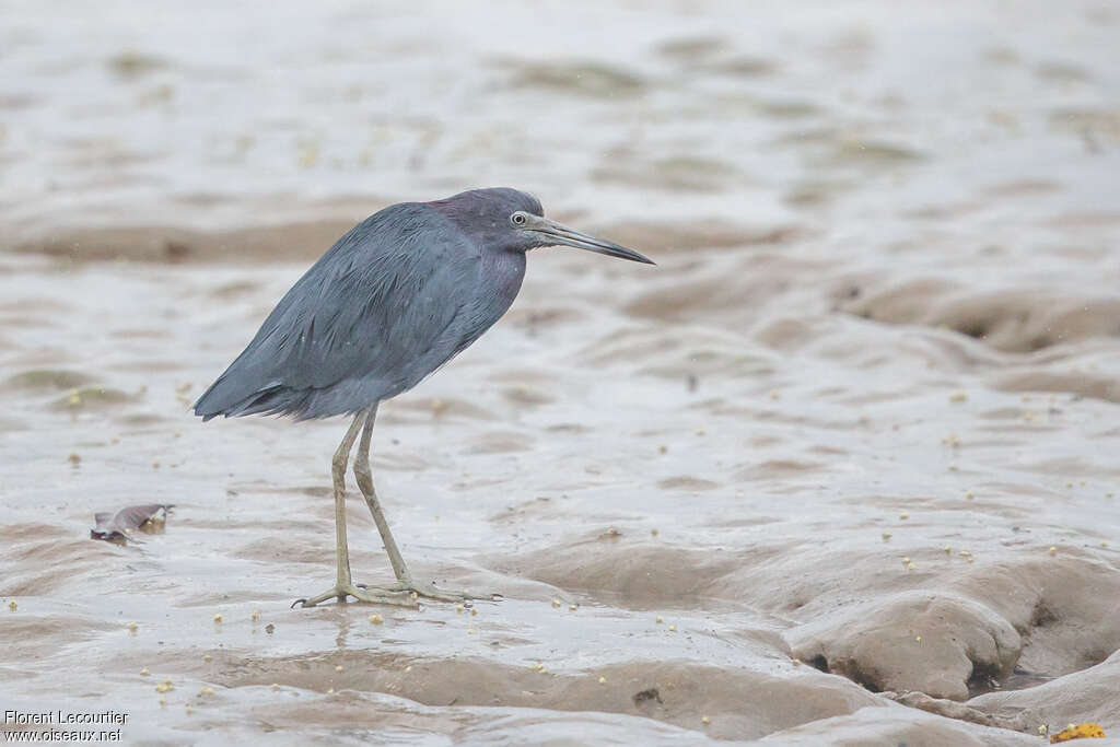 Little Blue Heronadult post breeding, identification